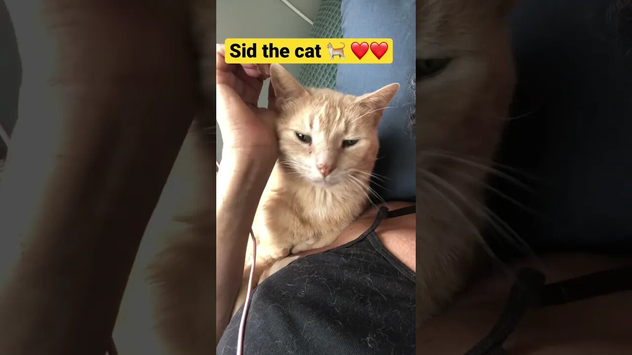 Cuddles with Sid the cat ❤️❤️