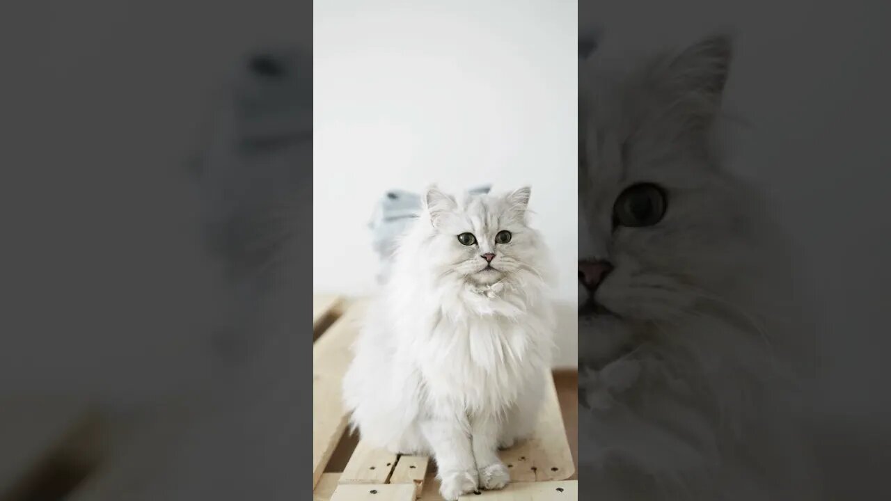 Beautiful cat 🐈🐈 #shorts..