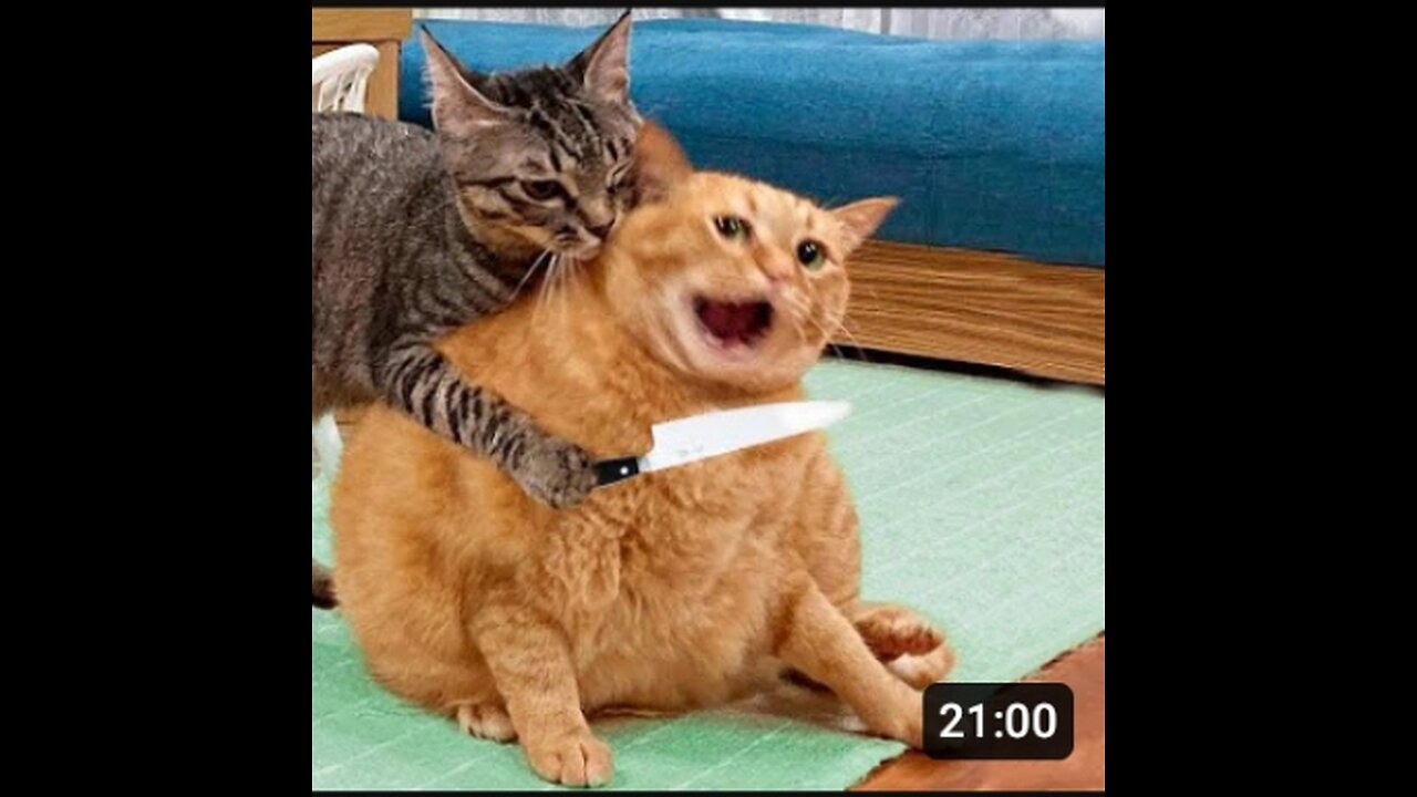 Funny cat . Don't try to laugh #funny,