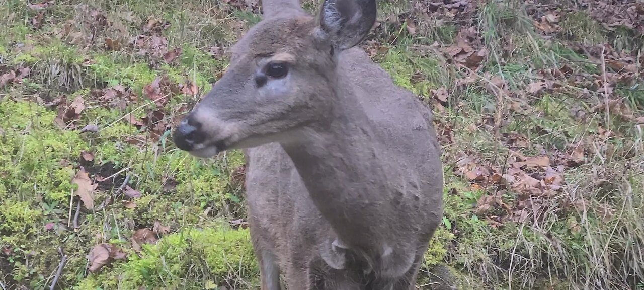 Deer with a growth near her eye