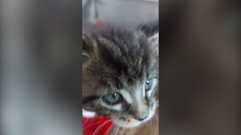 Nice kitten - Where is my milk?
