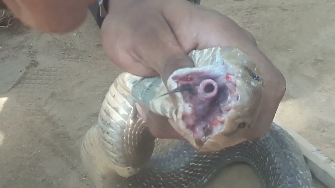 Cobra snake attack human -Animal Wildlife -snake