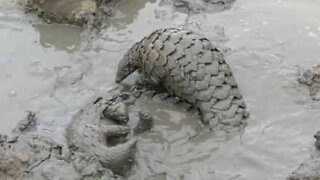 Luta na lama... com pangolins!