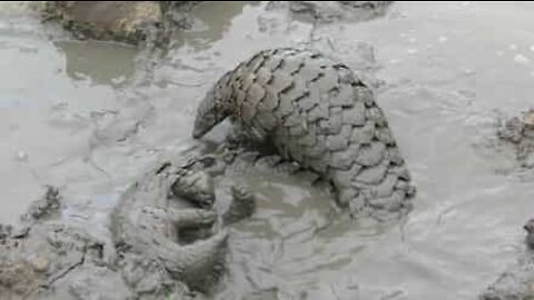 Luta na lama... com pangolins!