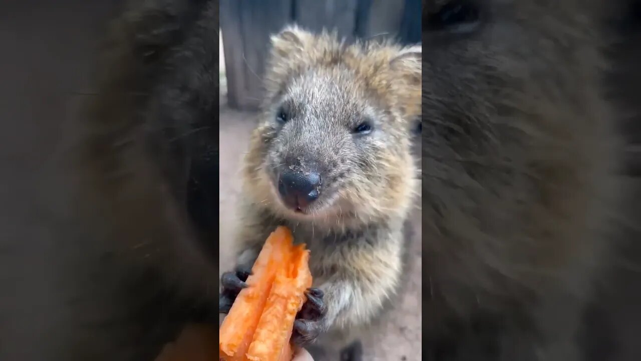 Cute funny Quokka -138