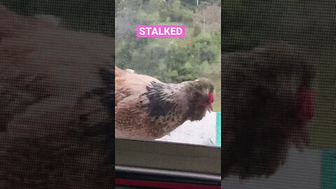 Chicken Stalks Owner