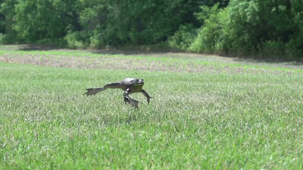 Frog jumping through grass