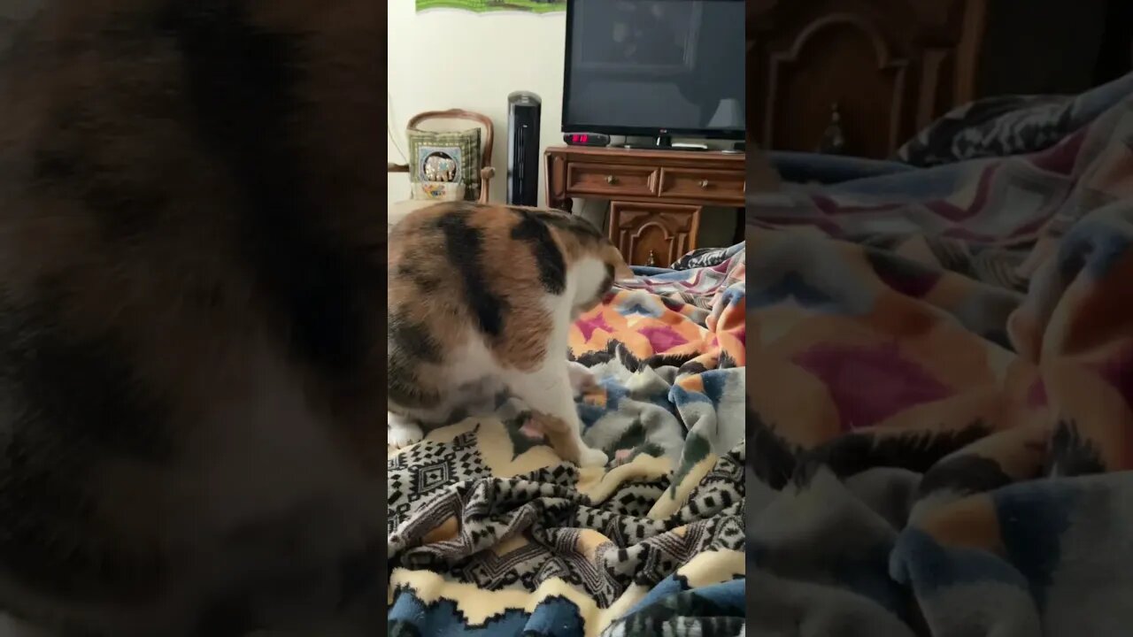 Cats don’t have to go to work