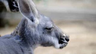 Kangaroo hops into shopping mall in Australia