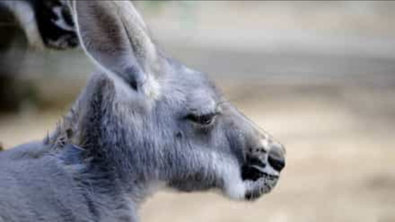 Kangaroo hops into shopping mall in Australia