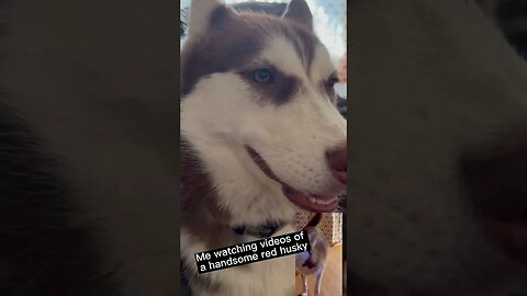 My Favorite YouTube Husky