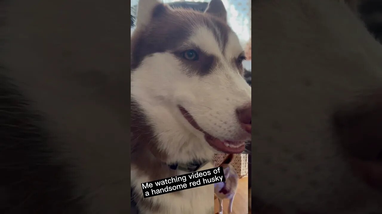 My Favorite YouTube Husky