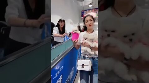 WHY.ARE.YOU.SO.CUTE??? #Puppy #Dogs #Shorts #Puppyvideo #Shortvideo #dog #doglover #cutedog #puppylo