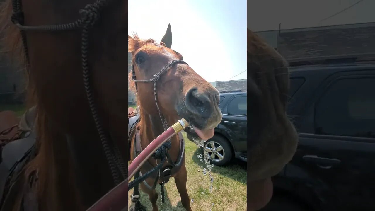 Cajun Horseman Drinking from Hose 💦😲