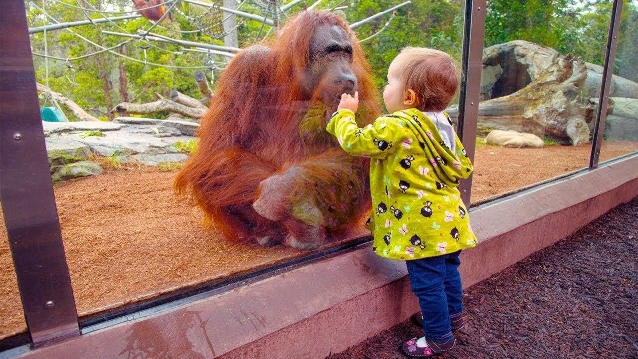 TRY NOT TO LAUGH | Funny Babies At The Zoo Best funny videos 2021