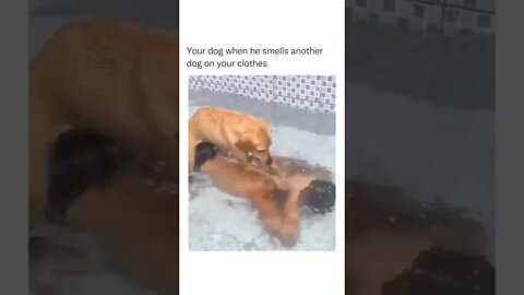 Trust no one 😂😂🐶 #shorts #shortsvideo #dog #funny