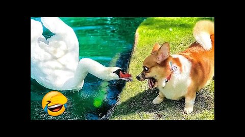 Best Funny Animal Videos 2022 😺😇 - Funniest And Cute Dogs And Cats Videos 😁