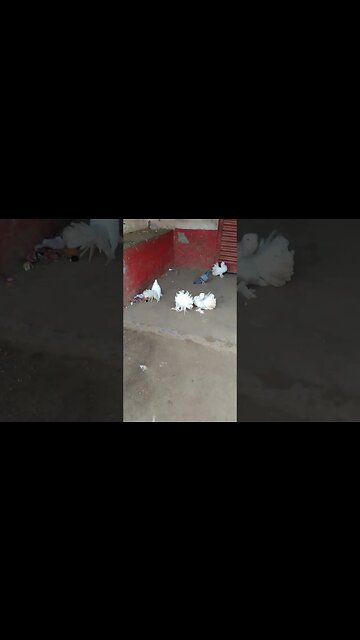 white Indian fantail pigeon #shorts #pigeons #bird #pets #youtubeshorts #reels #fantailpigeon