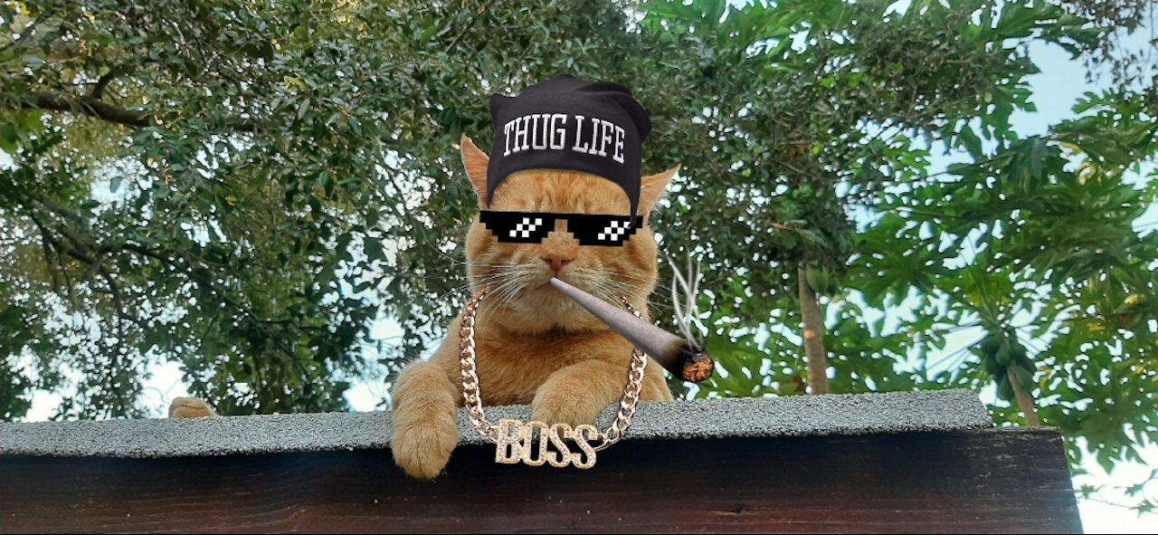 Loki the Thug Life Cat