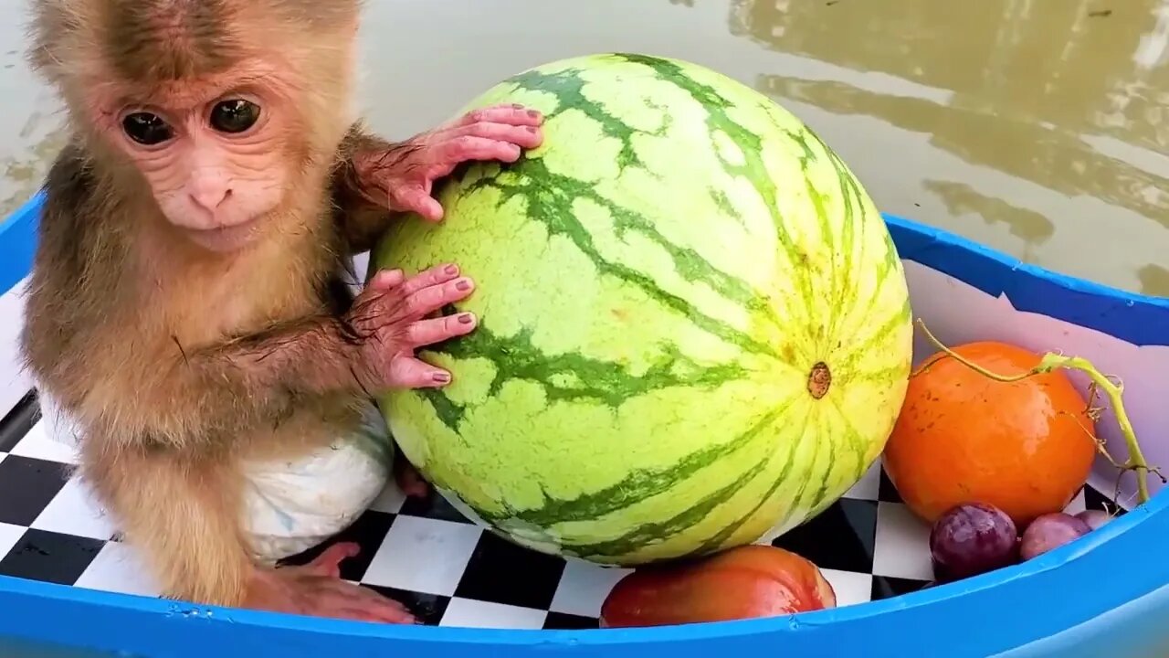 Baby monkeys go to collect fruit on the river and come back to eat with cute ducklings