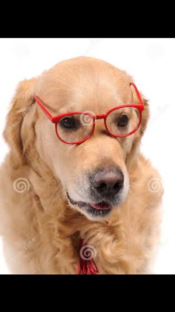 there is no fish to eat tonight