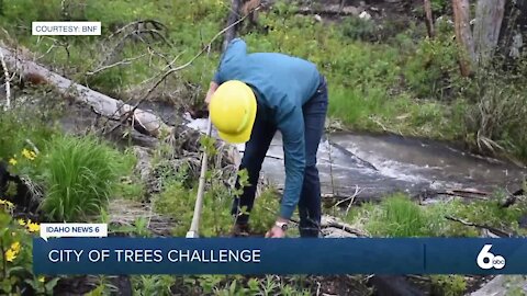 Seed Planting in Boise National Forest