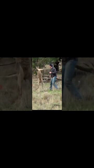 Man punches Kangaroo #punch #punching #kangaroo #wildlife #wild #animals #dog #dogs #human #forest