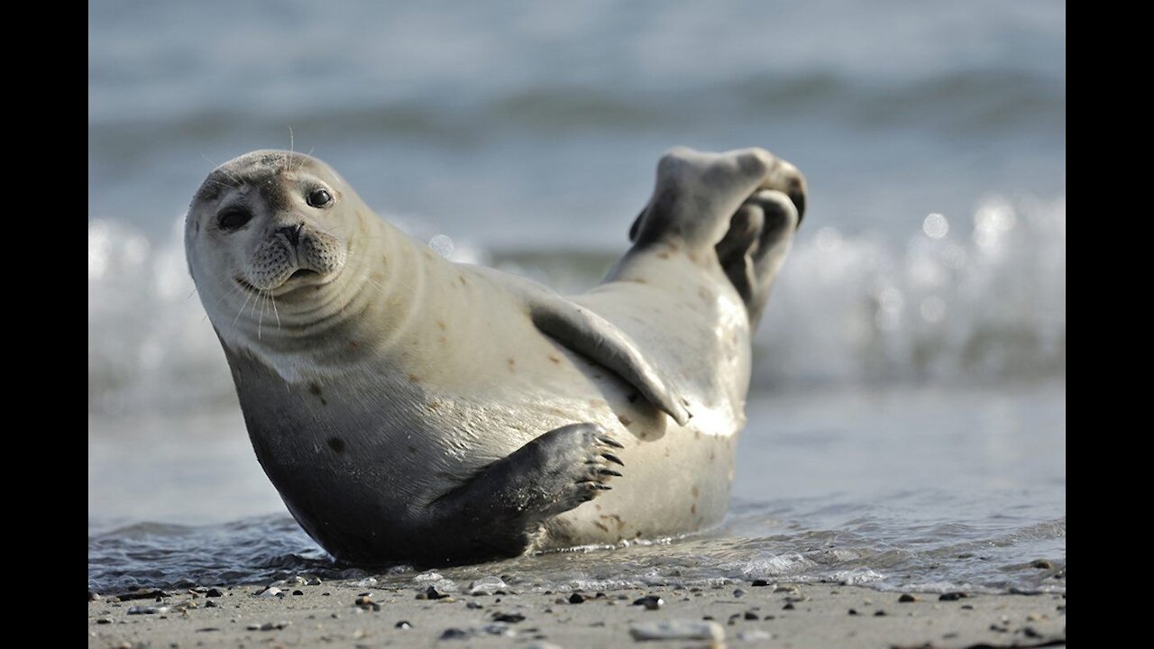 This SEAL is putting in work