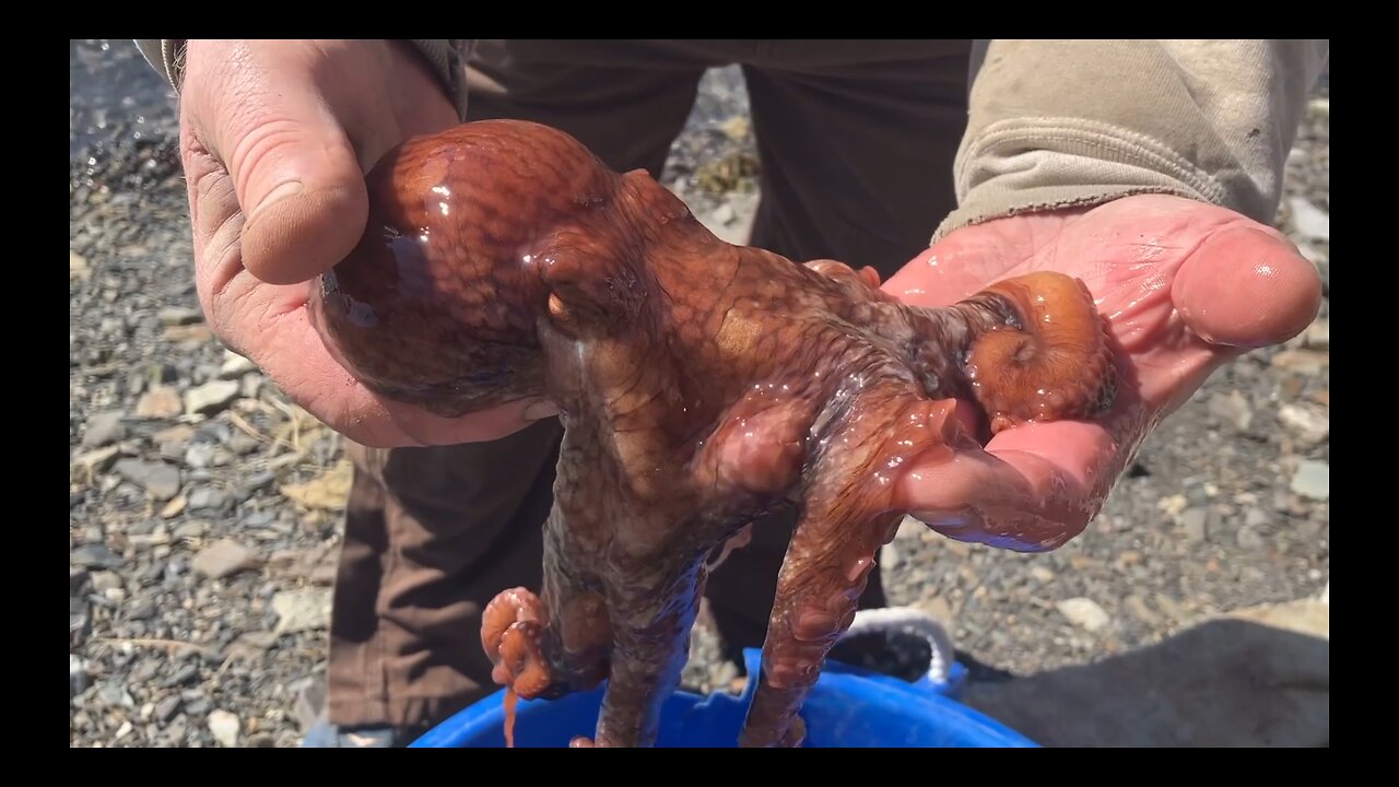 Octopus Raids Our Shrimp Pot