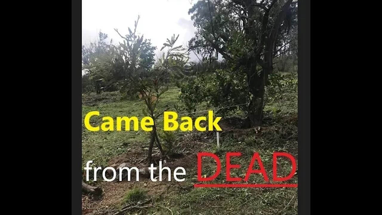 Regenerative Farming | What a Comeback Story Macadamia Tree | D.I.Y in 4D