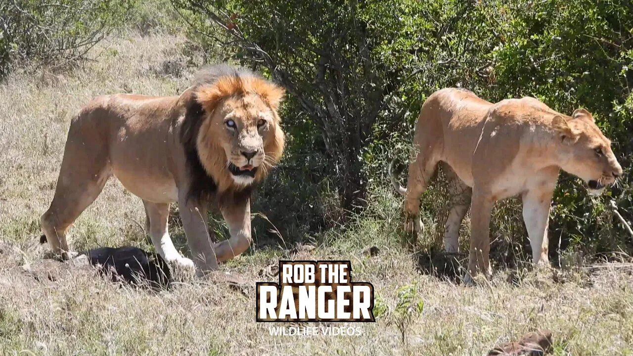 Lion And Lioness | Ol Pejeta | Zebra Plains On Tour