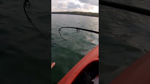 big fish on light tackle