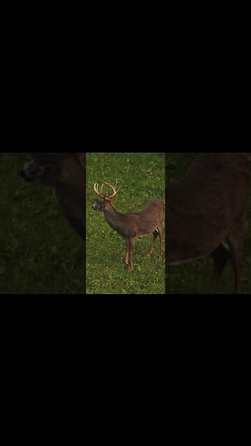 Will We Find Him?! #whitetail #deer #bowhunter