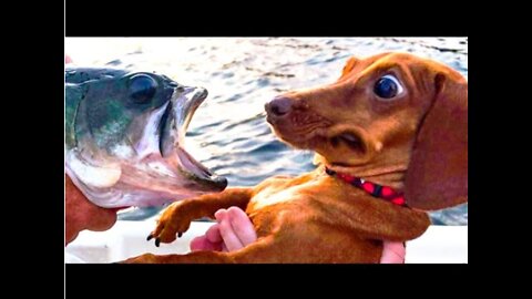 🤣 Funniest 🐶 Dogs and 😻 Cats - Awesome Funny Pet Animals Videos 😇