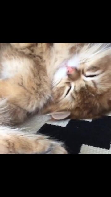 Adorable napping cat in deep sleep stage