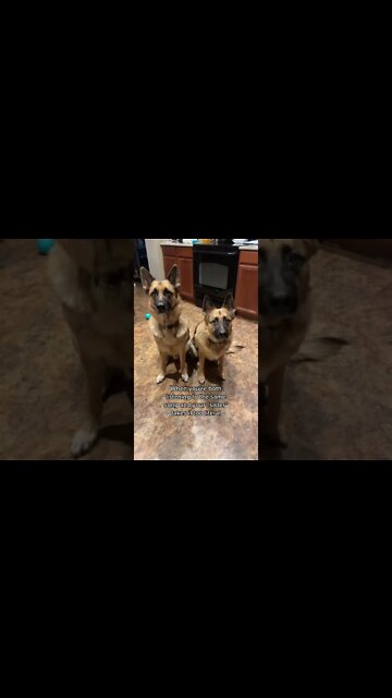 She deserves a treat 🤩 #dog #smartdog