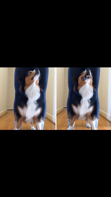 Dog enthusiastically dances while standing on owner's feet