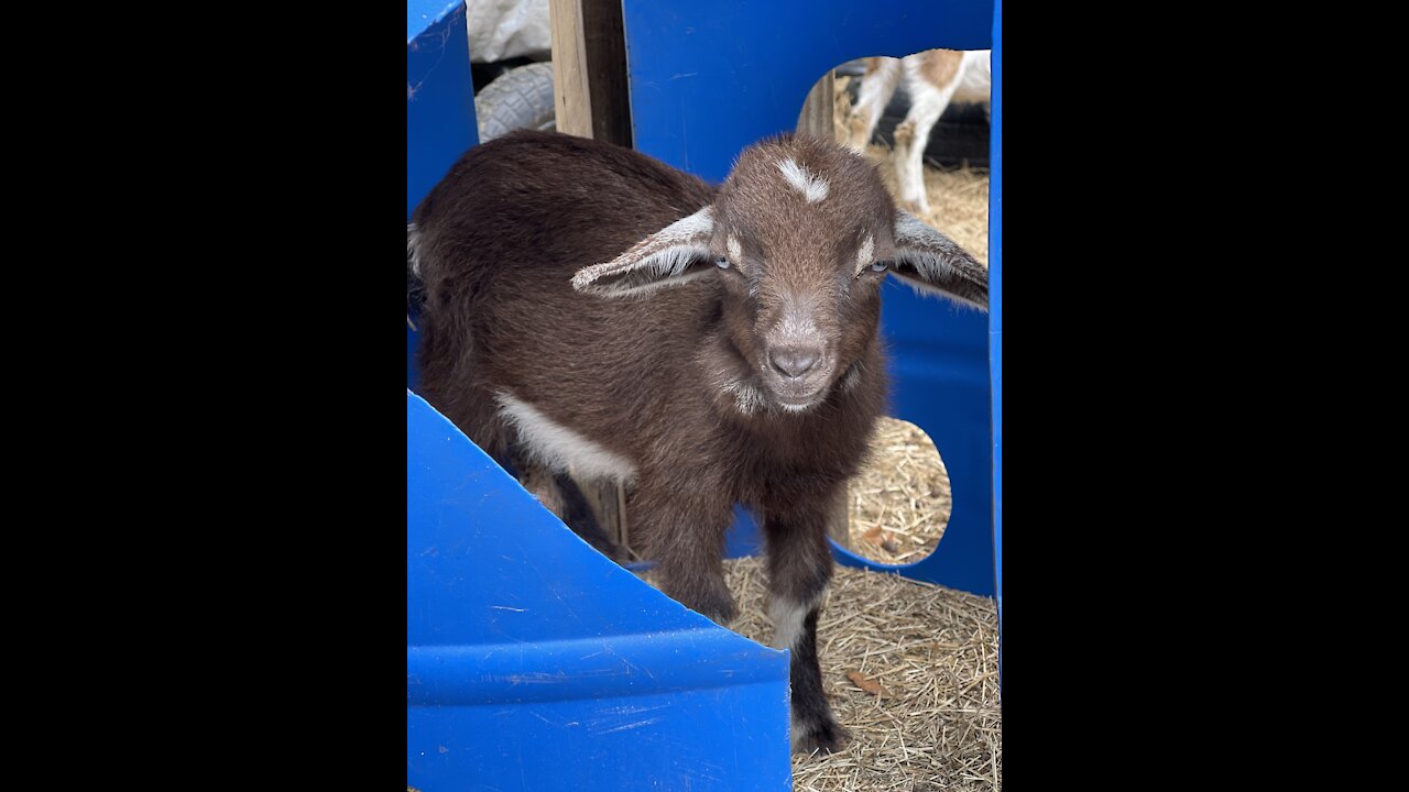 Standing Goat’s Rescue Back-Up Channel