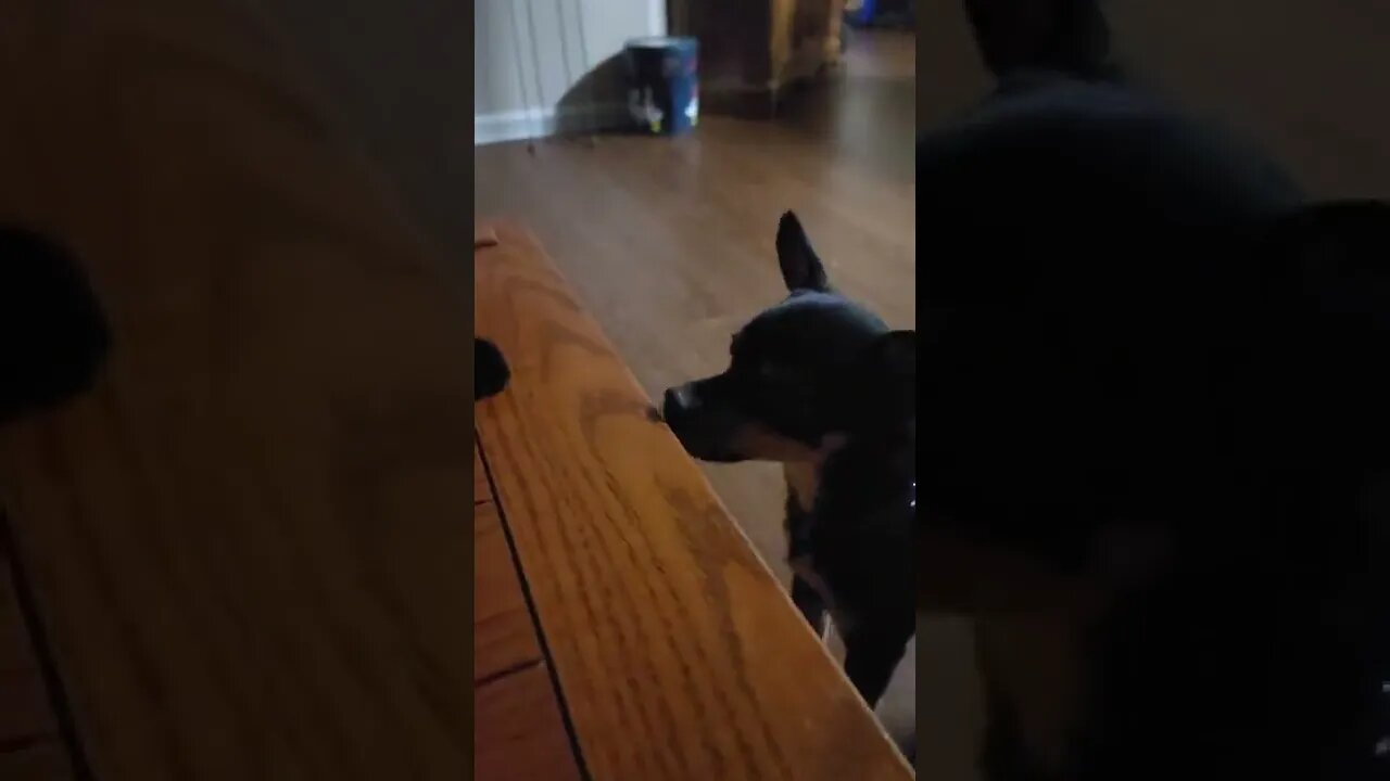 Snickers doesn't want Jellybean to have attention