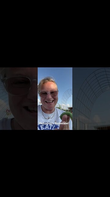 Can chickens eat, hornworms and what do they look like?