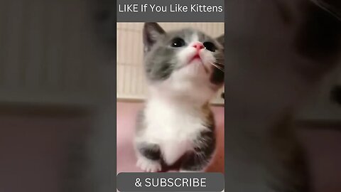 Adorable Kitten #shorts #shortvideo #short #cat #kitten #cute #cuteanimals #cutecat