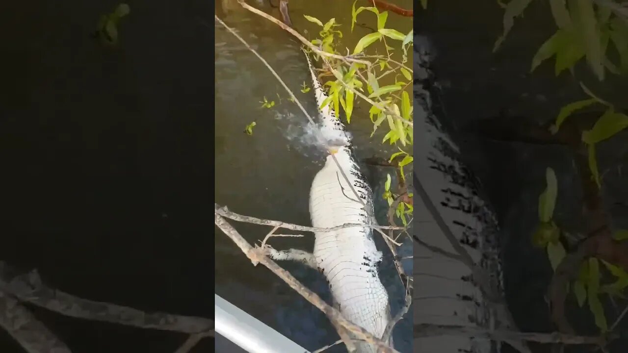 Jacaré sendo devorado por peixes Piranha