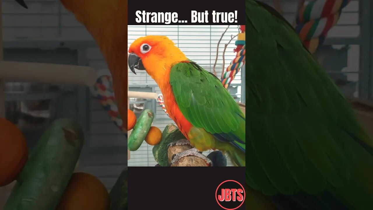 President Jackson’s Profane Parrot: Strange… But True!