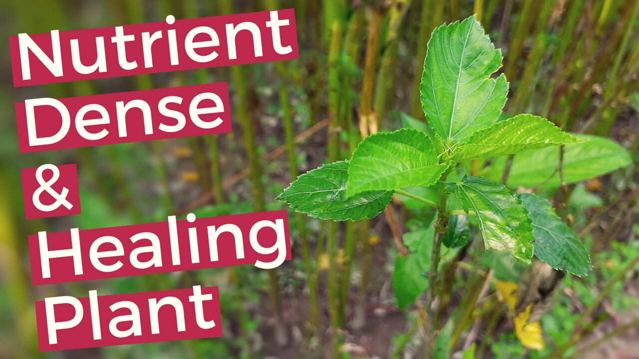 Saluyot | 7 Benefits of Saluyot or Jute Plant