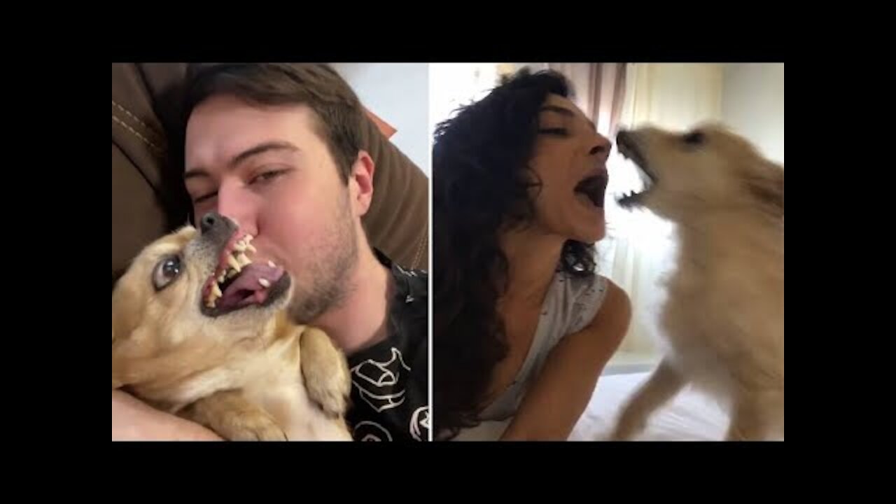 Angry Dog Compilation