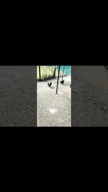 Good morning Silkies 7th November