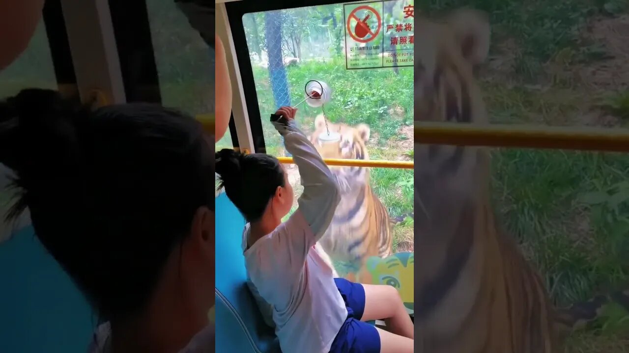 ALIMENTANDO UM TIGRE 😯😯😯