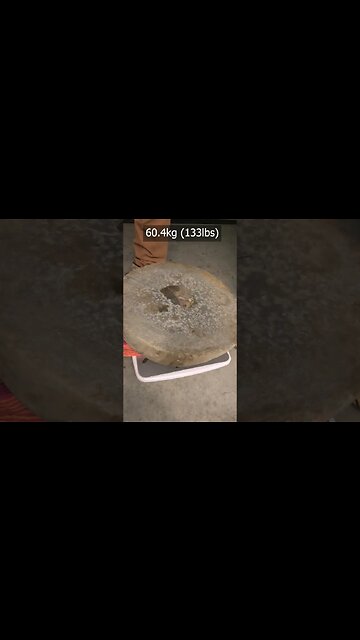 200lbs+ fossil crab rock #fossils #monster #rockhound #geology