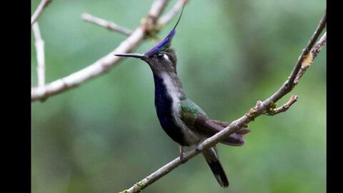 canto beija flor de topete azul