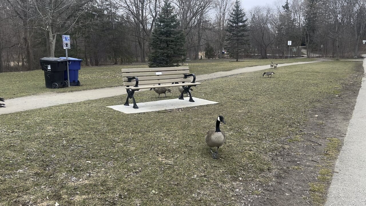 Canada Geese